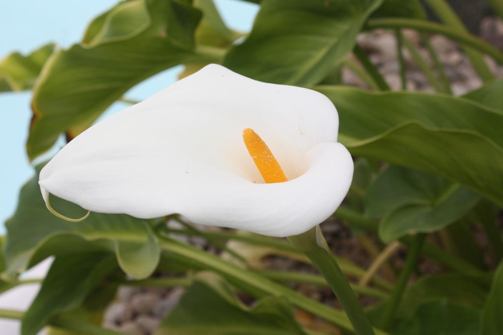Mozaga Casa Rural Finca Isabel المظهر الخارجي الصورة